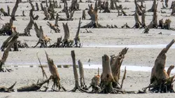 La vie secrète des mangroves