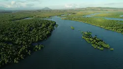 La vie secrète des mangroves