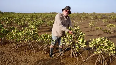 La vie secrète des mangroves Sénégal, les pieds dans le sel