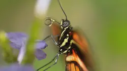 La vie secrète des papillons