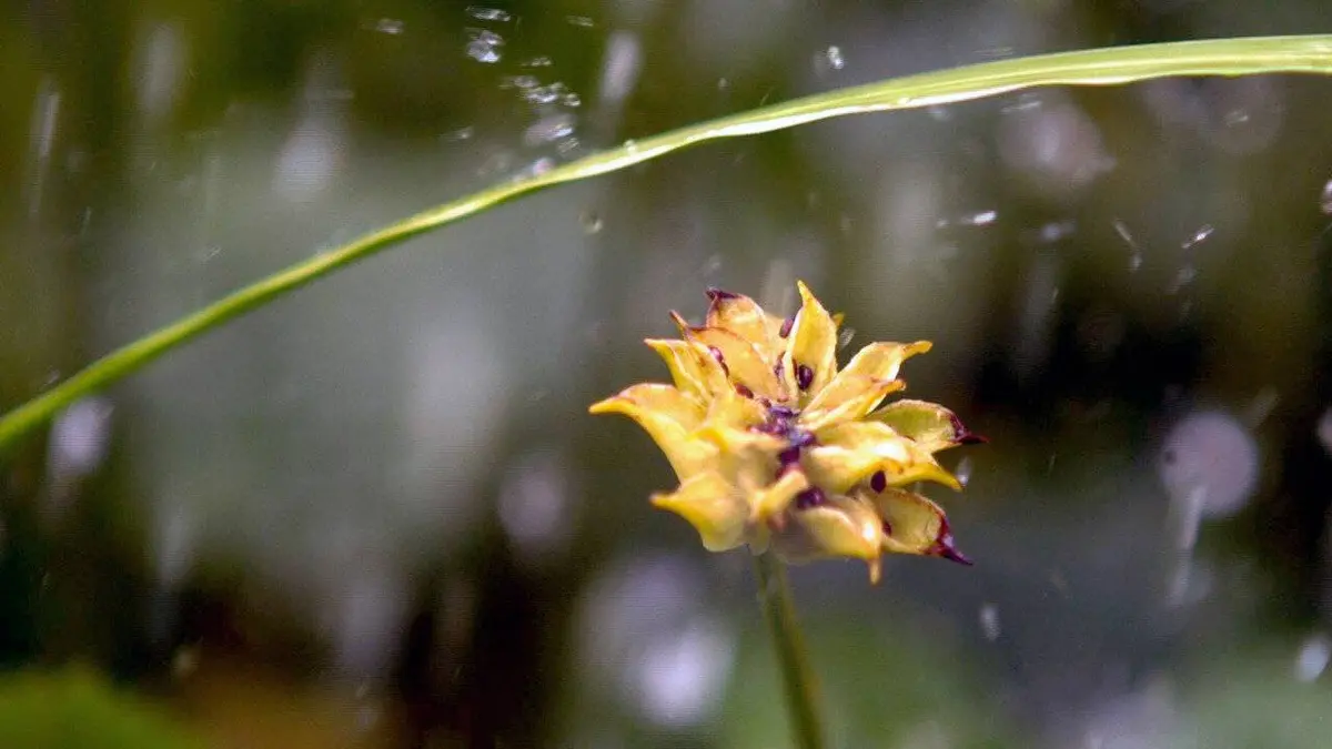 La vie secrète des plantes S01E01 Propagation