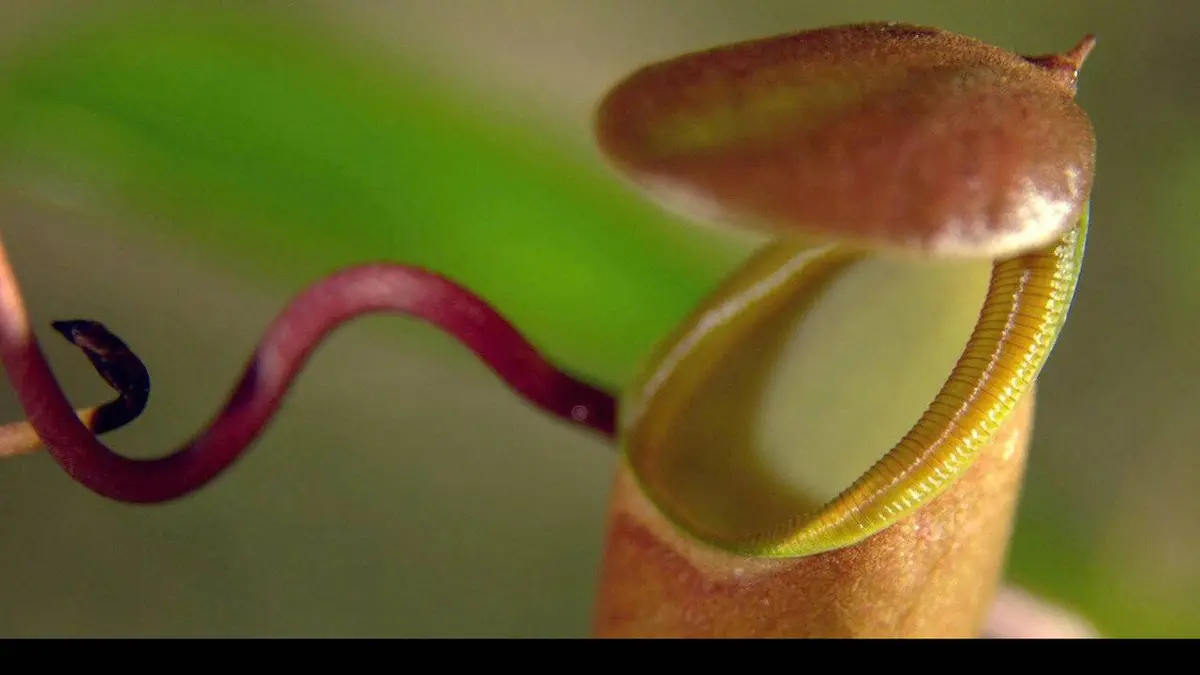 La vie secrète des plantes S01E02 Appétit