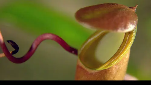 La vie secrète des plantes S01E02 Appétit