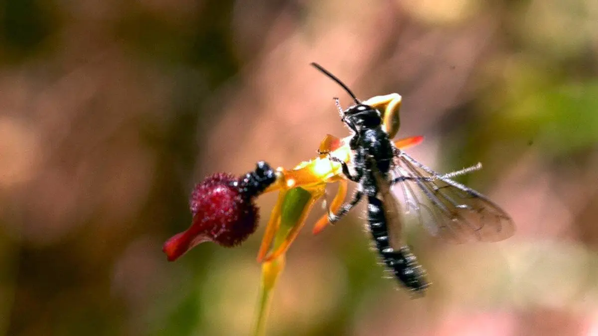 La vie secrète des plantes S01E03 Sexualité