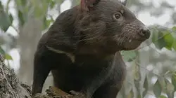 Visuel de La vie secrète du diable de Tasmanie