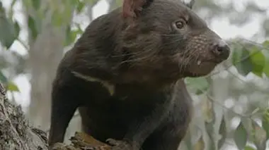 Bienvenue chez les diables