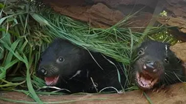 A la rencontre des petits diables