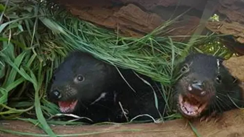 La vie secrète du diable de Tasmanie