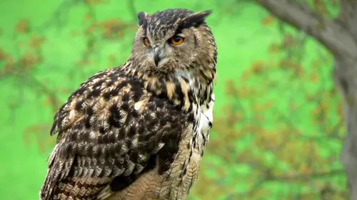 La vie secrète du hibou