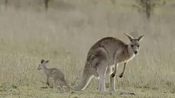 Visuel de La vie secrète du kangourou