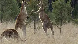 Visuel de La vie secrète du kangourou