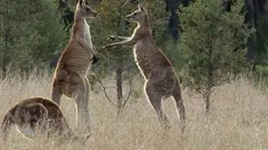 Un combat pour la vie