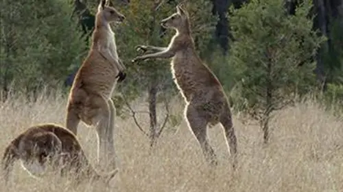 Épisodes de La vie secrète du kangourou