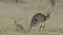 La vie secrète du kangourou