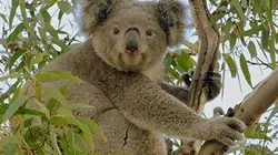 Visuel de La vie secrète du koala