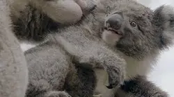 Visuel de La vie secrète du koala
