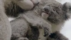 La vie secrète du koala