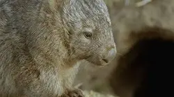 Sur Ushuaïa TV à 20h40 : La vie secrète du wombat