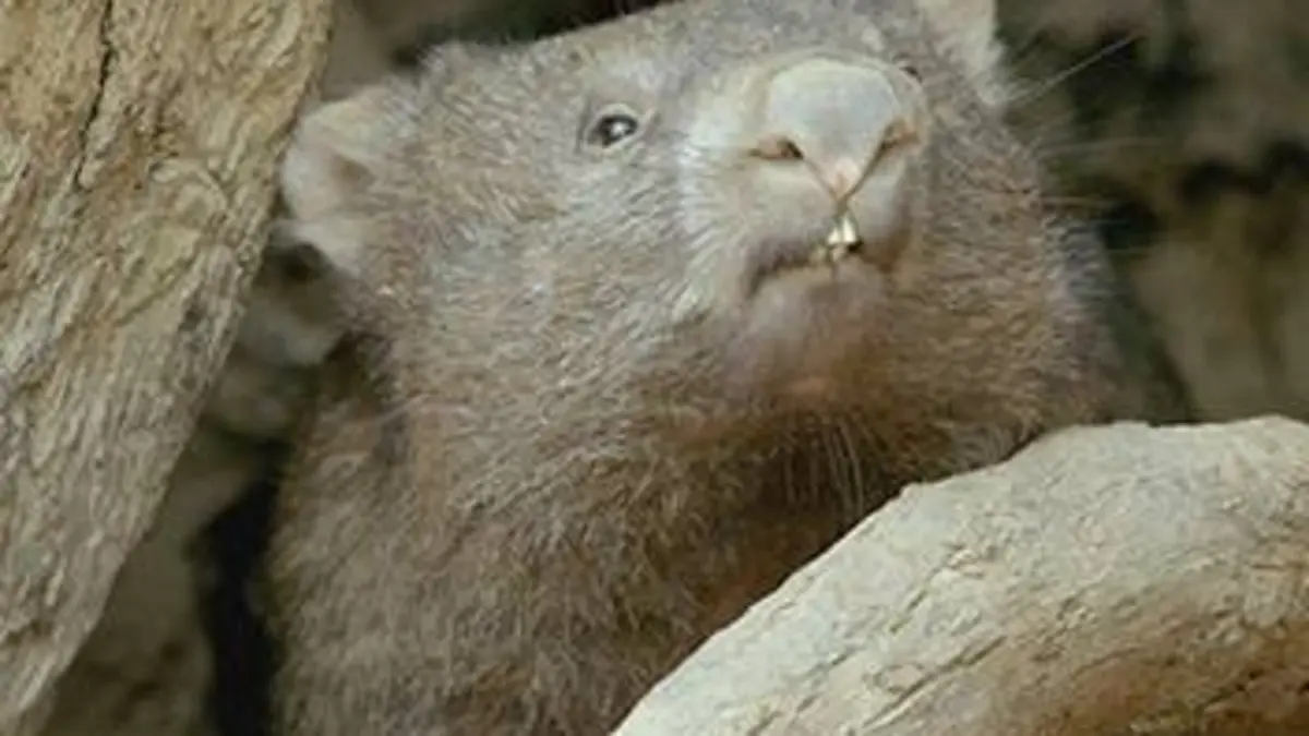 La vie secrète du wombat E02 Premier pas dans la vie