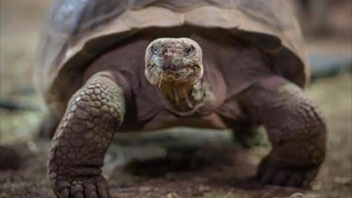 La vie secrète du zoo S04E04 Vivre ensemble