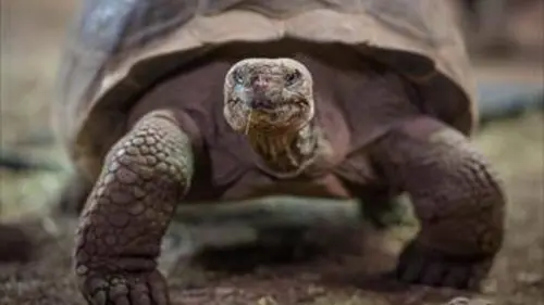 La vie secrète du zoo S04E04 Vivre ensemble