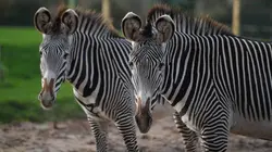 La vie secrète du zoo S04E29 Nouvelle génération