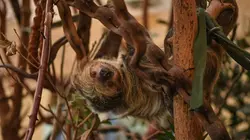 La vie secrète du zoo S04E07 Vivre ensemble