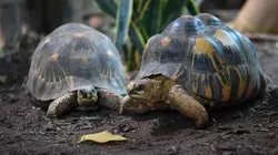 La vie secrète du zoo  S02E03 Le temps des naissances