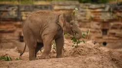 La vie secrète du zoo S02E05 Les liens familiaux