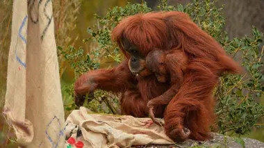 A l'approche de Noël