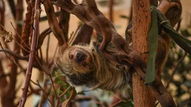 L'amour est dans le zoo