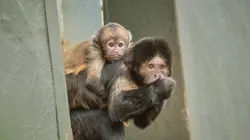 La vie secrète du zoo S02E04 Le clan des mamans