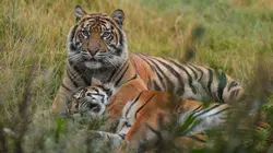 La vie secrète du zoo S02E04 Le clan des mamans