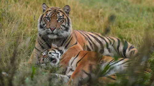 La vie secrète du zoo S02E04 Le clan des mamans