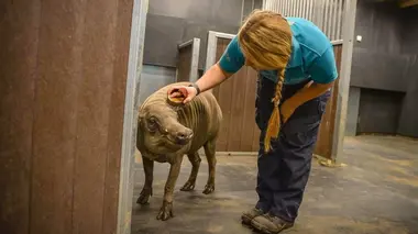 Querelles de voisinage