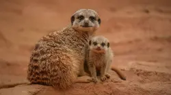 La vie secrète du zoo S02E05 Les liens familiaux