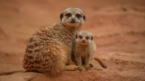 La vie secrète du zoo S02E05 Les liens familiaux