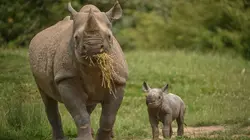 La vie secrète du zoo  S04E01 Heureux événement