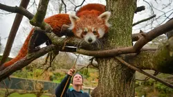 La vie secrète du zoo S04E02 Devenir parent