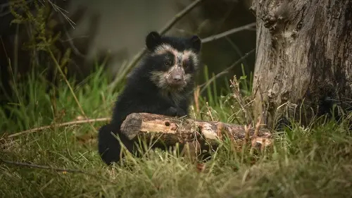 La vie secrète du zoo S04E03 Tempête en famille