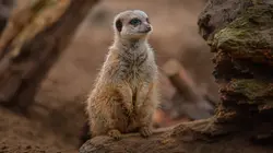 La vie secrète du zoo S04E09 Petites victoires