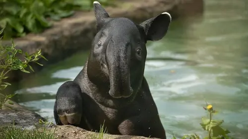 La vie secrète du zoo S04E08 Saison des amours