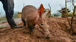 La vie secrète du zoo  S04E10 Nouveaux horizons