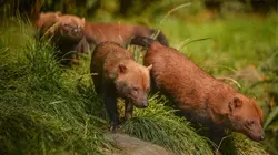 Visuel de La vie secrète du zoo