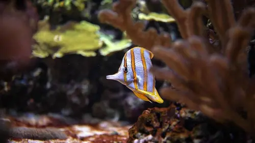 La vie secrète du zoo S03E03 Pas si bêtes