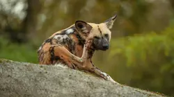 La vie secrète du zoo