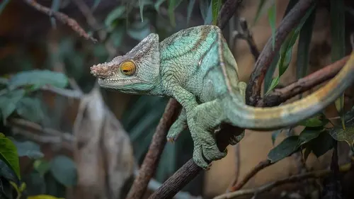La vie secrète du zoo Un hiver au zoo
