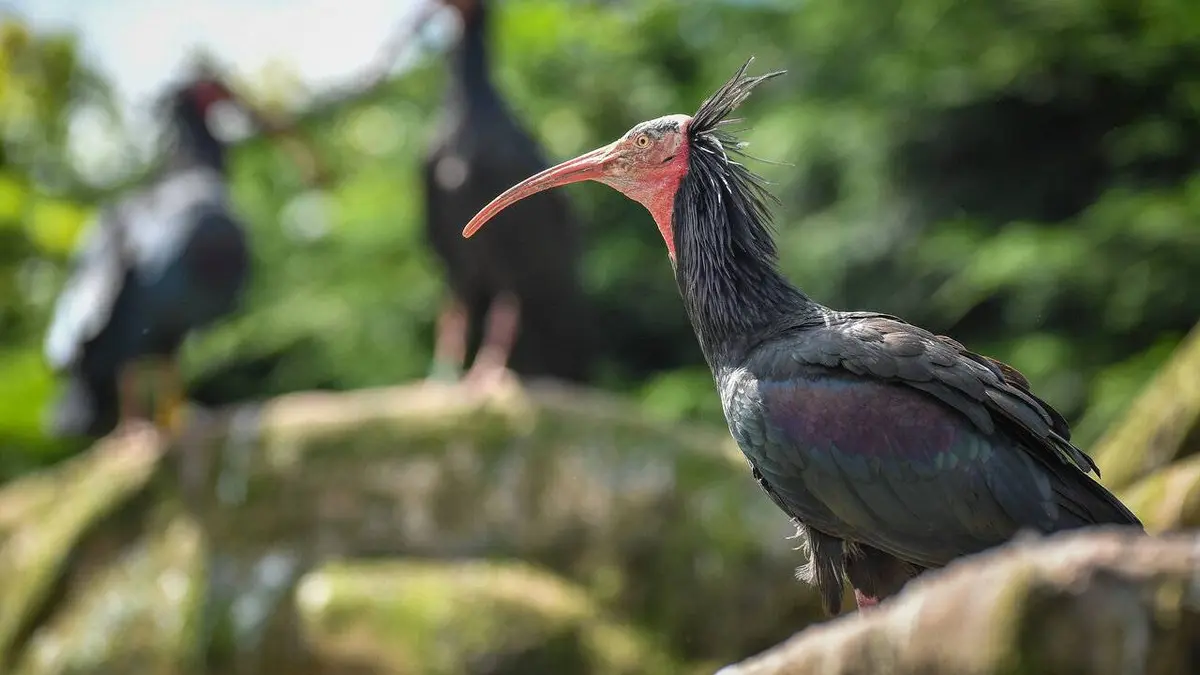 La vie secrète du zoo S04E14 Conseil conjugal