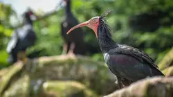 La vie secrète du zoo S04E14 Conseil conjugal