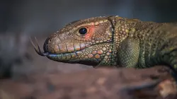 La vie secrète du zoo